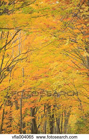 Stock Photography - Autumn colors, Aomori Prefecture, Japan. Fotosearch