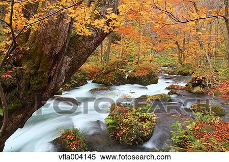 Stock Photography - Autumn colors, Aomori Prefecture, Japan. Fotosearch