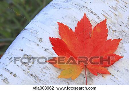 Autumn leaf View Large Photo Image Stock Image - Autumn leaf. Fotosearch