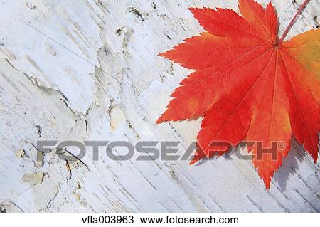 Autumn leaf View Large Photo Image Stock Image - Autumn leaf. Fotosearch