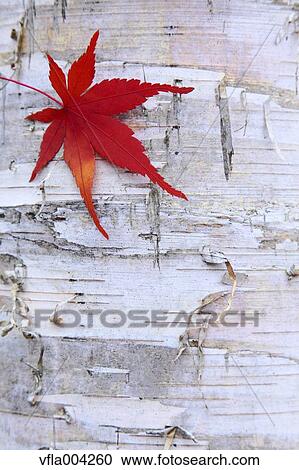 Autumn leaf View Large Photo Image Stock Image - Autumn leaf. Fotosearch