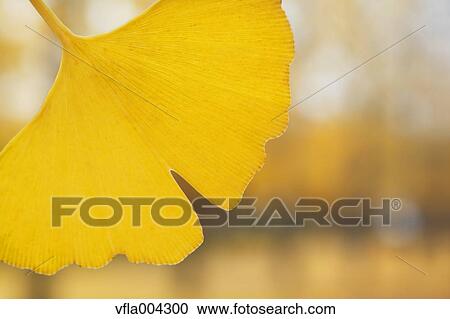 Autumn leaf View Large Photo Image Stock Image - Autumn leaf. Fotosearch