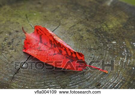 Autumn leaf View Large Photo Image Stock Photo - Autumn leaf. Fotosearch