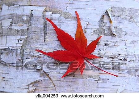 Autumn leaf View Large Photo Image Stock Photo - Autumn leaf. Fotosearch