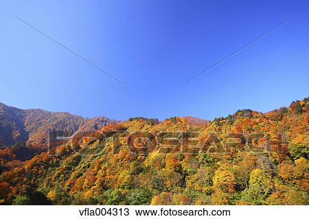 Autumn leaves and sky View Large Photo Image Stock Image - Autumn leaves and sky. Fotosearch