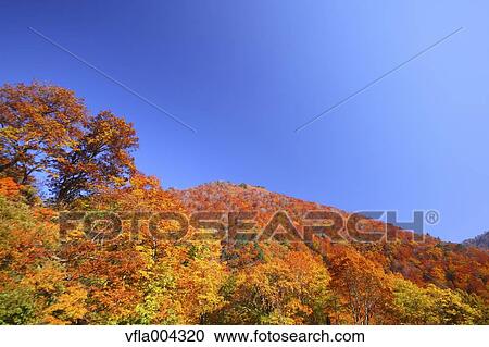 Autumn leaves and sky View Large Photo Image Stock Image - Autumn leaves and sky. Fotosearch