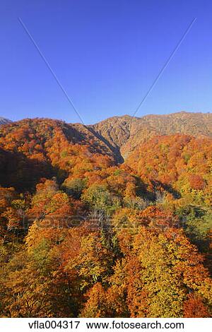 Autumn leaves and sky View Large Photo Image Stock Photo - Autumn leaves and sky. Fotosearch