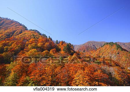 Autumn leaves and sky View Large Photo Image Stock Photo - Autumn leaves and sky. Fotosearch