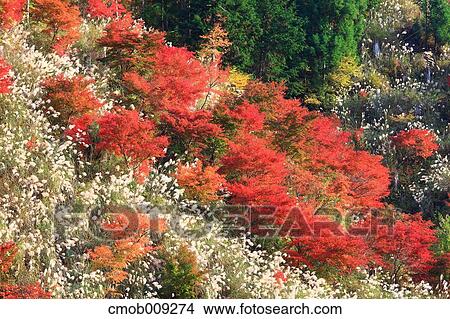 Autumn leaves View Large Photo Image Picture - Autumn leaves. Fotosearch