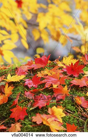 Autumn leaves View Large Photo Image Picture - Autumn leaves. Fotosearch