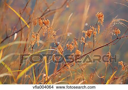 Autumn leaves View Large Photo Image Picture - Autumn leaves. Fotosearch
