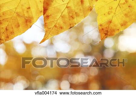 Autumn leaves View Large Photo Image Picture - Autumn leaves. Fotosearch