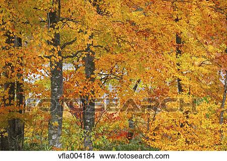 Picture - Autumn leaves. Fotosearch