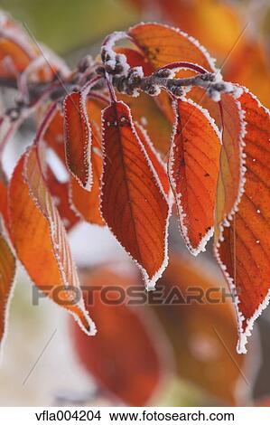 Picture - Autumn leaves. Fotosearch