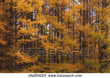 Autumn leaves View Large Photo Image Picture - Autumn leaves. Fotosearch
