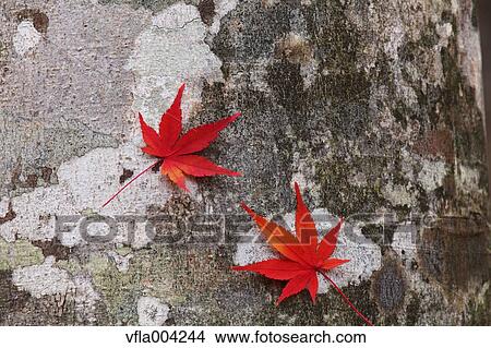 Picture - Autumn leaves. Fotosearch