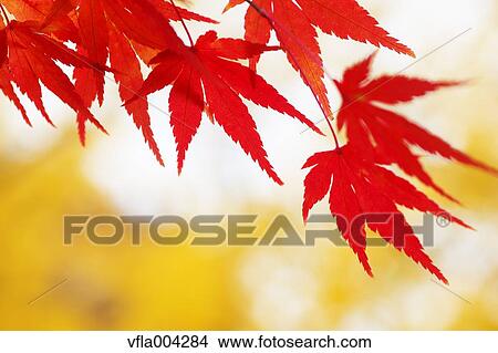 Picture - Autumn leaves. Fotosearch