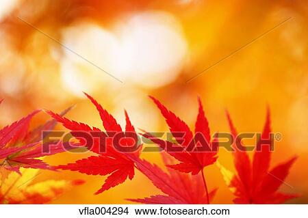 Autumn leaves View Large Photo Image Picture - Autumn leaves. Fotosearch