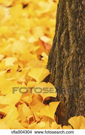 Autumn leaves View Large Photo Image Picture - Autumn leaves. Fotosearch