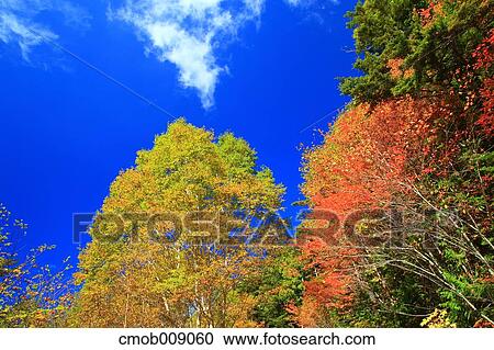 Autumn leaves View Large Photo Image Stock Image - Autumn leaves. Fotosearch