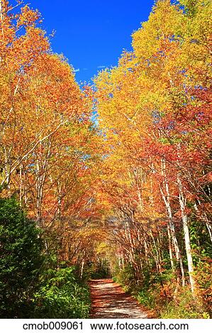 Autumn leaves View Large Photo Image Stock Image - Autumn leaves. Fotosearch