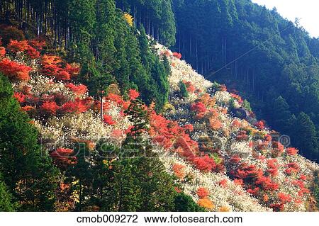 Autumn leaves View Large Photo Image Stock Image - Autumn leaves. Fotosearch