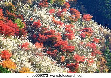 Autumn leaves View Large Photo Image Stock Image - Autumn leaves. Fotosearch