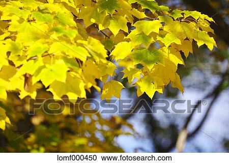 Stock Image - Autumn leaves. Fotosearch