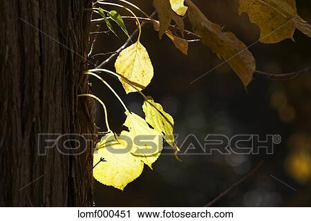 Autumn leaves View Large Photo Image Stock Image - Autumn leaves. Fotosearch