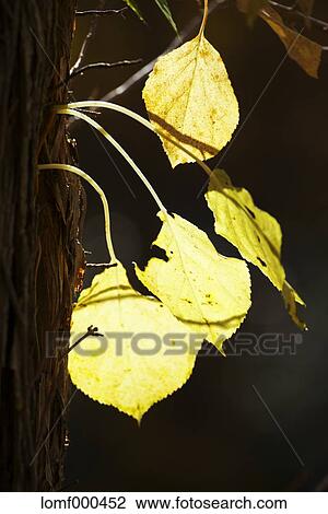 Autumn leaves View Large Photo Image Stock Image - Autumn leaves. Fotosearch