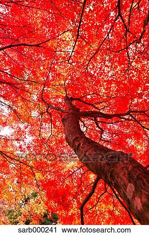 Autumn leaves View Large Photo Image Stock Image - Autumn leaves. Fotosearch
