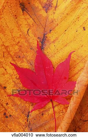 Stock Image - Autumn leaves. Fotosearch