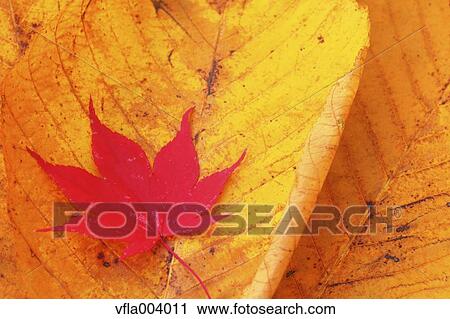 Autumn leaves View Large Photo Image Stock Image - Autumn leaves. Fotosearch