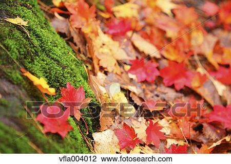 Autumn leaves View Large Photo Image Stock Image - Autumn leaves. Fotosearch