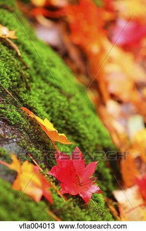 Autumn leaves View Large Photo Image Stock Image - Autumn leaves. Fotosearch