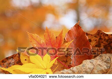 Autumn leaves View Large Photo Image Stock Image - Autumn leaves. Fotosearch