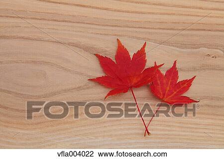 Autumn leaves View Large Photo Image Stock Image - Autumn leaves. Fotosearch
