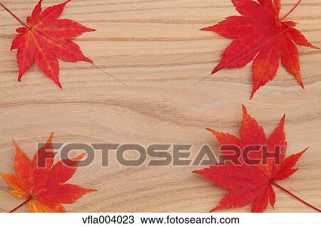 Autumn leaves View Large Photo Image Stock Image - Autumn leaves. Fotosearch