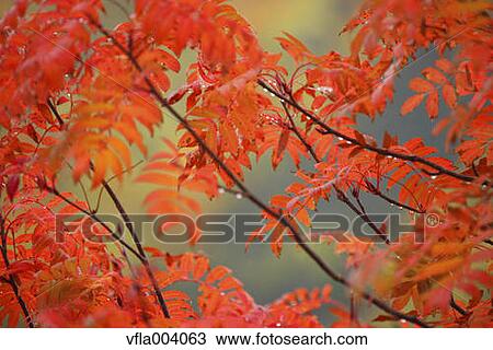 Autumn leaves View Large Photo Image Stock Image - Autumn leaves. Fotosearch
