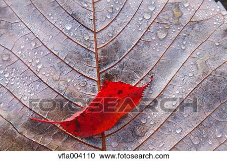 Autumn leaves View Large Photo Image Stock Image - Autumn leaves. Fotosearch