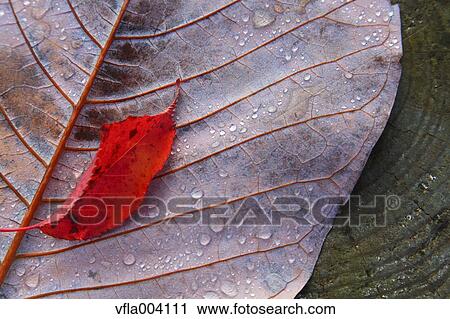 Autumn leaves View Large Photo Image Stock Image - Autumn leaves. Fotosearch