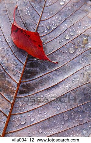 Autumn leaves View Large Photo Image Stock Image - Autumn leaves. Fotosearch