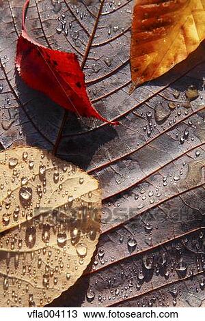 Autumn leaves View Large Photo Image Stock Image - Autumn leaves. Fotosearch