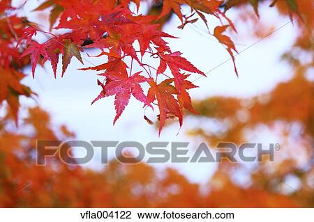 Stock Image - Autumn leaves. Fotosearch