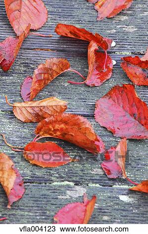 Stock Image - Autumn leaves. Fotosearch