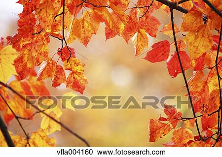 Autumn leaves View Large Photo Image Stock Image - Autumn leaves. Fotosearch