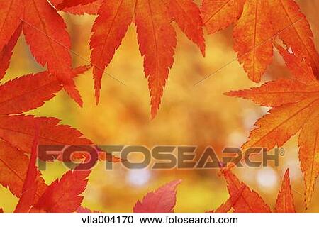 Stock Image - Autumn leaves. Fotosearch