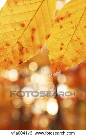 Stock Image - Autumn leaves. Fotosearch