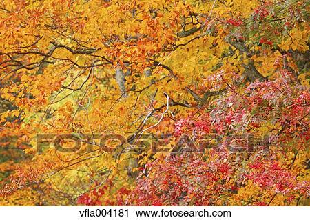 Stock Image - Autumn leaves. Fotosearch