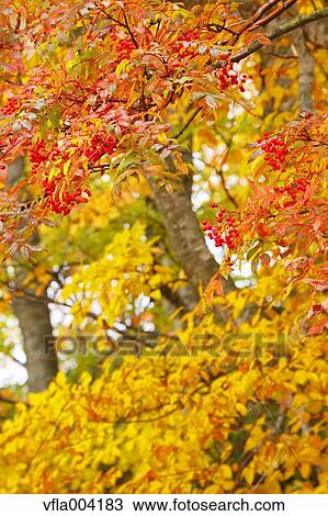 Autumn leaves View Large Photo Image Stock Image - Autumn leaves. Fotosearch